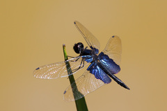 Rhyothemis triangularis