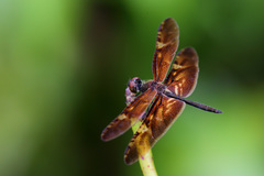 Rhyothemis obsolescens