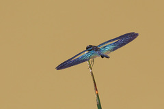 Rhyothemis plutonia