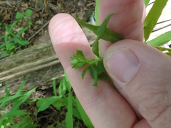 Asphondylia silva gall