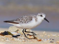Sanderling - Photo (c) lemurtaquin, some rights reserved (CC BY-NC), uploaded by lemurtaquin