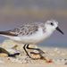 Sanderling - Photo (c) lemurtaquin, some rights reserved (CC BY-NC)