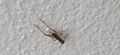 Homoeoxipha lycoides