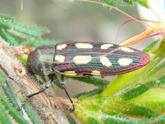 Castiarina parallela