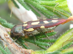 Castiarina parallela