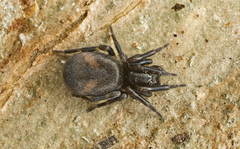 Desidae