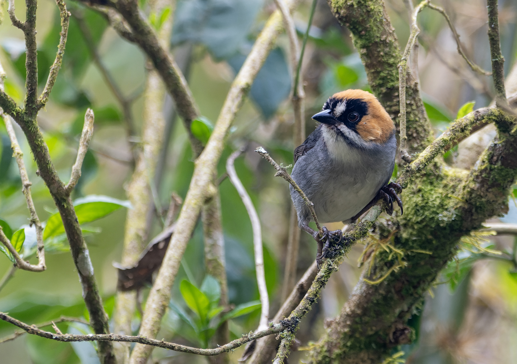 Black-spectacled Brushfinch (Atlapetes melanopsis), photo 2