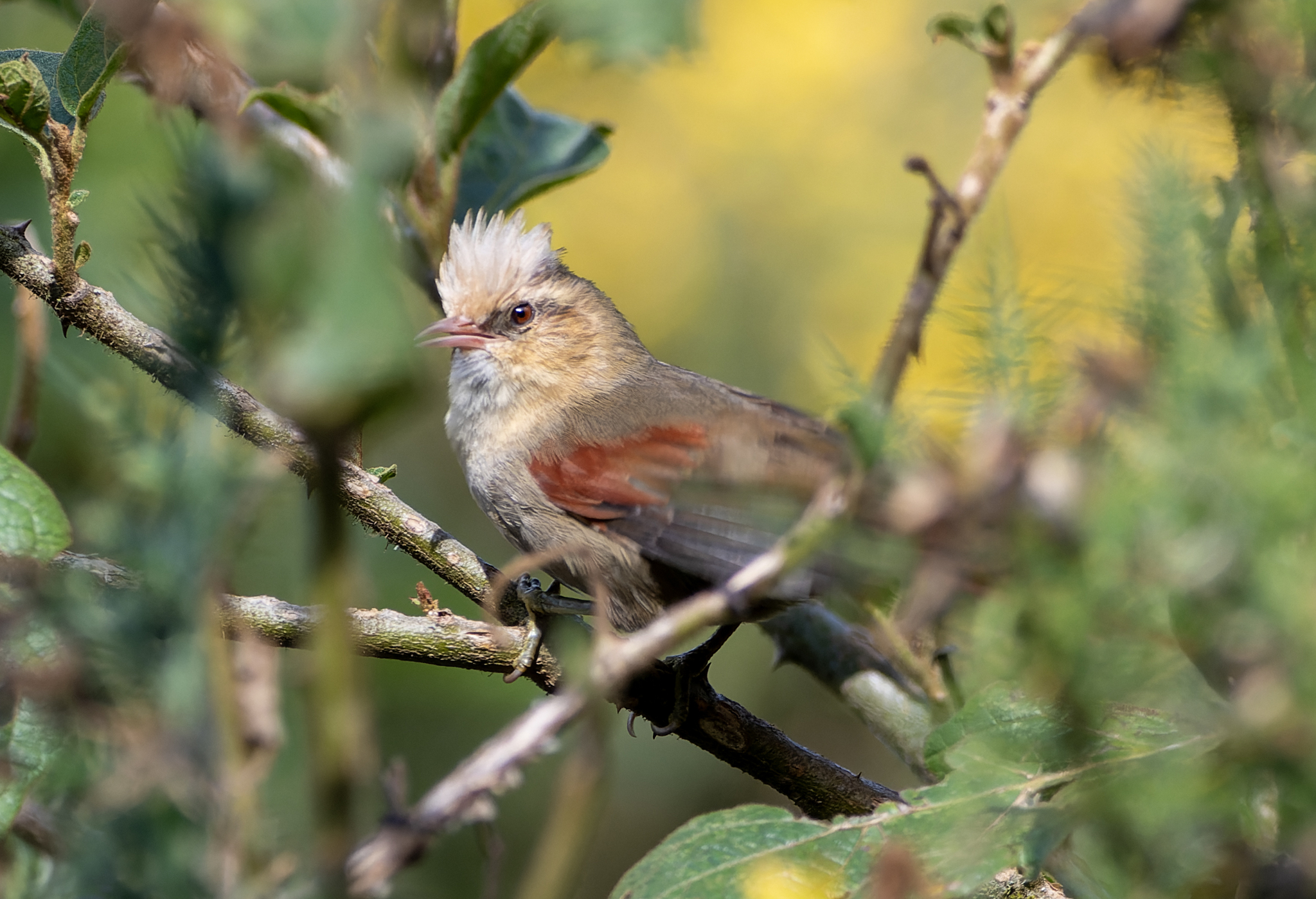 Creamy-crested Spinetail (Cranioleuca albicapilla), photo 4