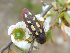 Castiarina parallela