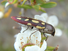 Castiarina parallela