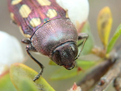 Castiarina parallela