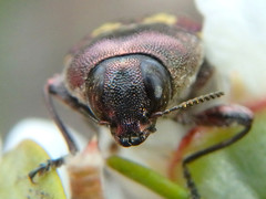 Castiarina parallela