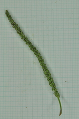 Saururus chinensis