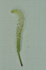 Saururus chinensis