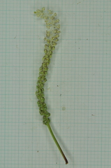 Saururus chinensis