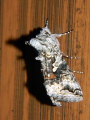 Syngrapha altera