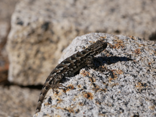 iNaturalist observation photo of Western Fence Lizard