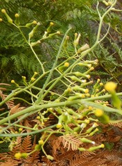 Senecio quadridentatus