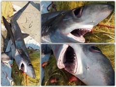 Bigeye Thresher photo 3