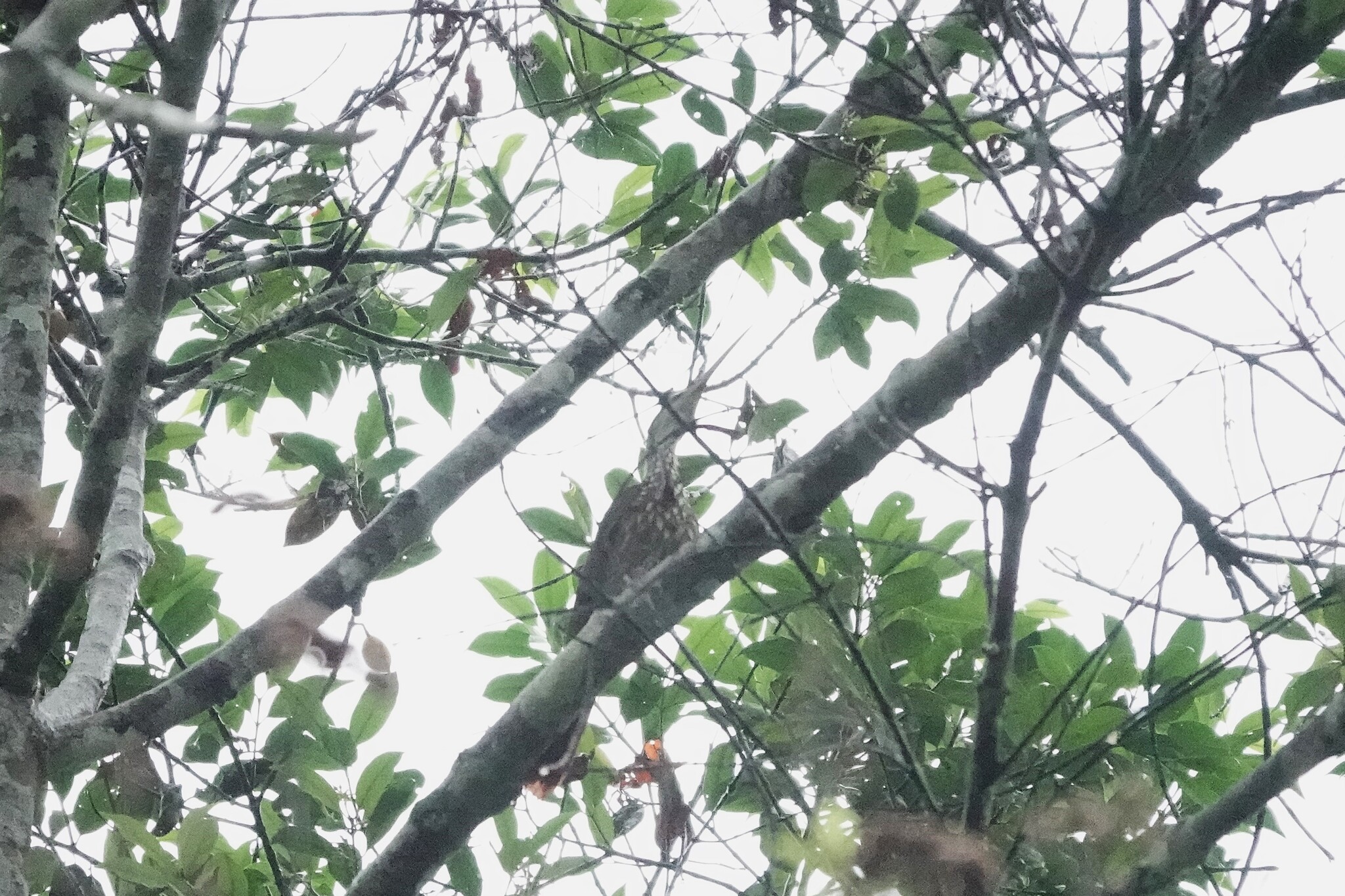 Long-billed Woodcreeper (Nasica longirostris), photo 2