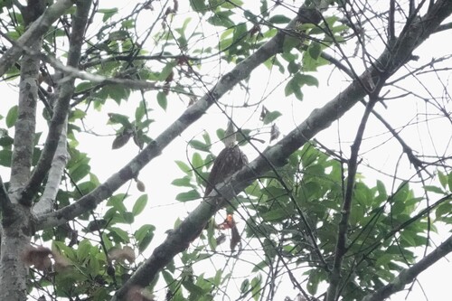 Long-billed Woodcreeper (Nasica longirostris), photo 3