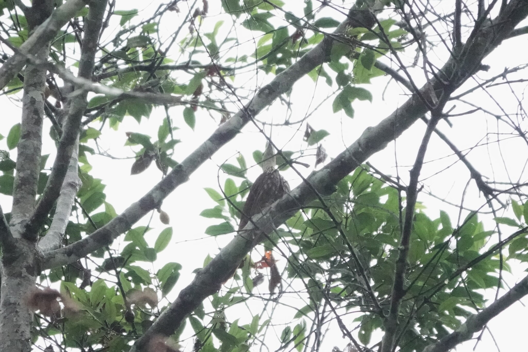 Long-billed Woodcreeper (Nasica longirostris), photo 3