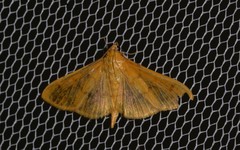Patania balteata