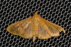 Patania balteata