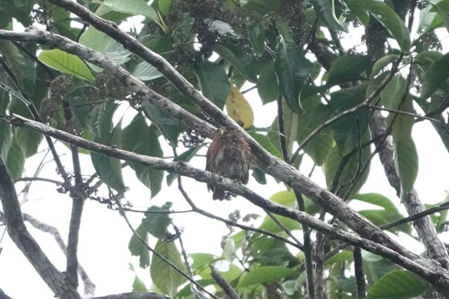 Ferruginous Pygmy-Owl