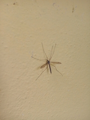 Betairidovirinae