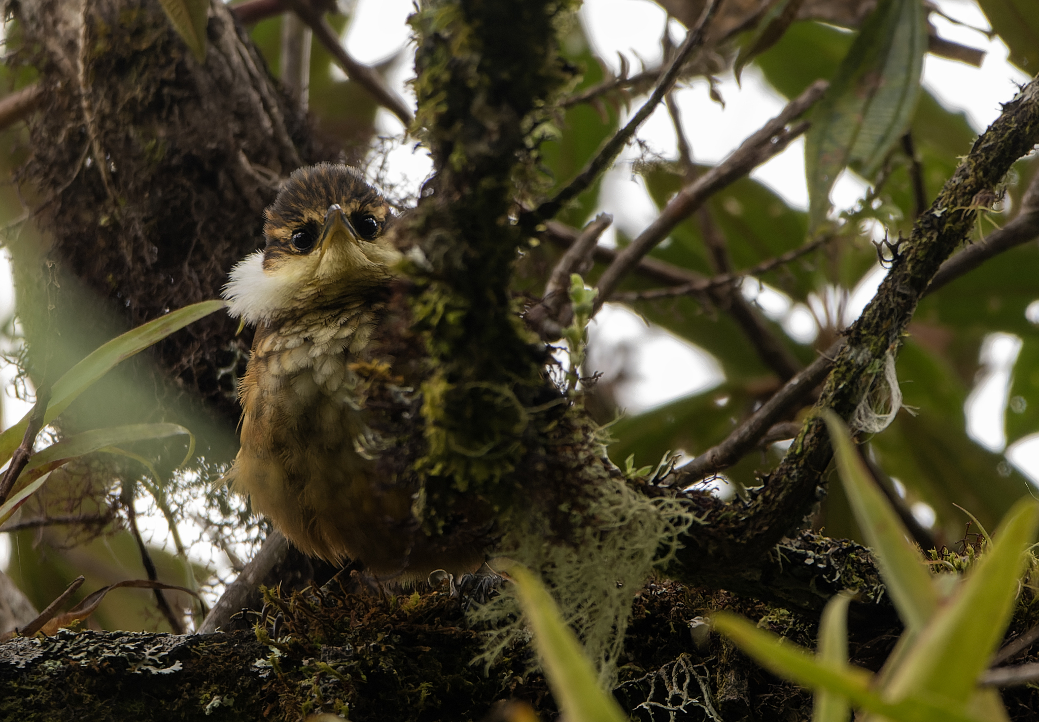 Streaked Tuftedcheek (Pseudocolaptes boissonneautii), photo 5