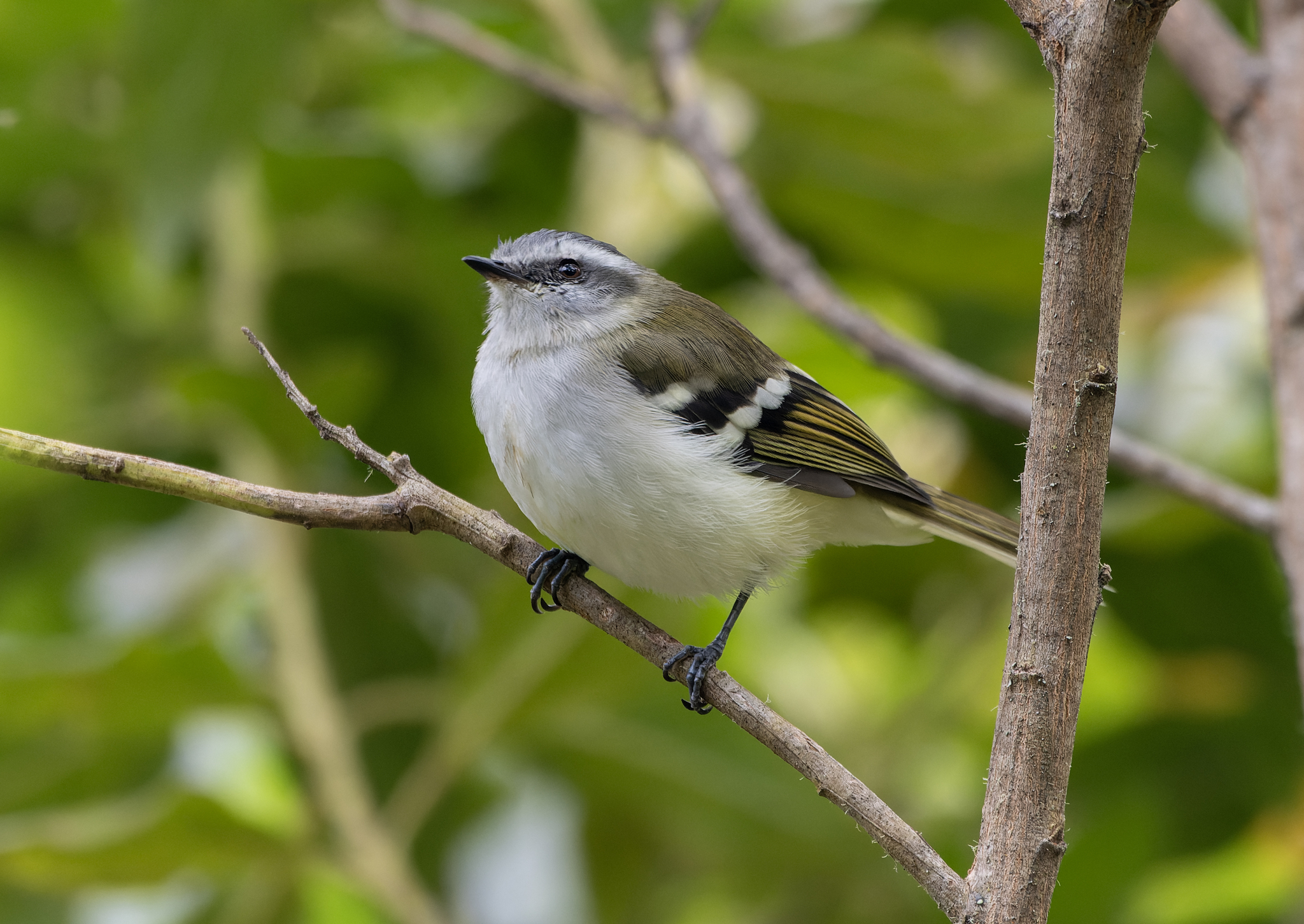 White-banded Tyrannulet (Mecocerculus stictopterus), photo 4