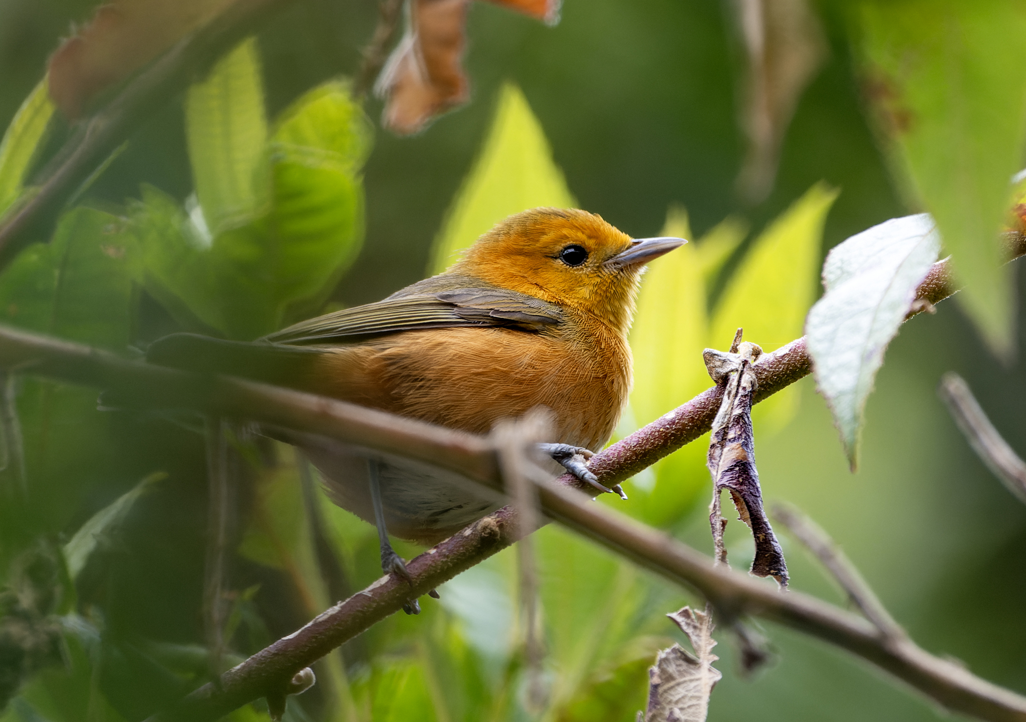 Rufous-chested Tanager (Thlypopsis ornata), photo 5