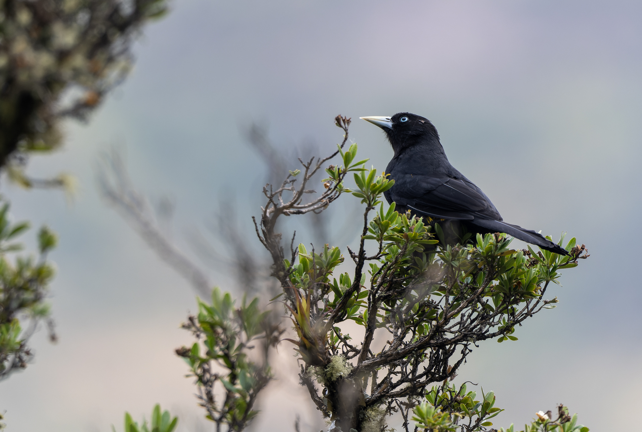 Mountain Cacique (Cacicus chrysonotus), photo 8