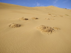 Corispermum orientale