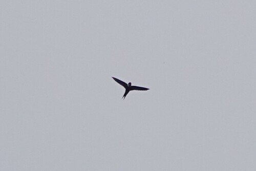 Lesser Swallow-tailed Swift