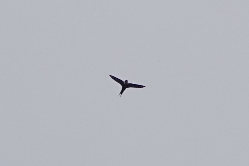 Lesser Swallow-tailed Swift (Panyptila cayennensis), photo 6