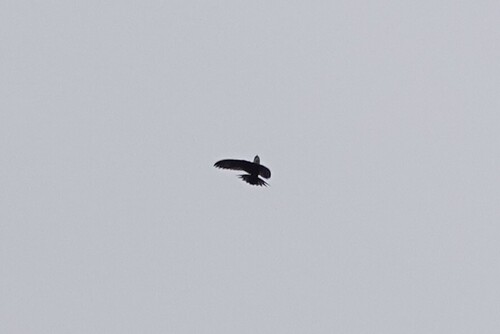 Lesser Swallow-tailed Swift (Panyptila cayennensis), photo 7