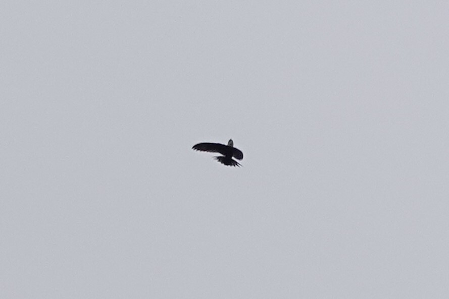 Lesser Swallow-tailed Swift (Panyptila cayennensis), photo 7