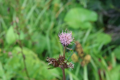 Cirsium homolepis iNat (2)
