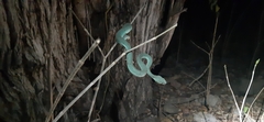 Trimeresurus insularis