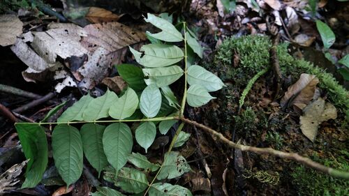 Tachigali paniculata observed 2025-08-16