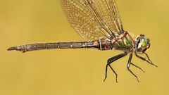 Somatochlora brevicincta