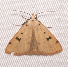 Scolecocampa atriluna