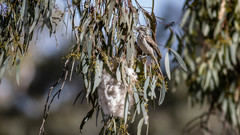 Plectorhyncha lanceolata