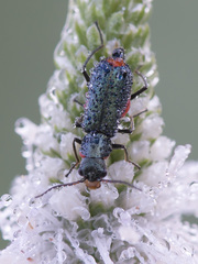 Cordylepherus viridis
