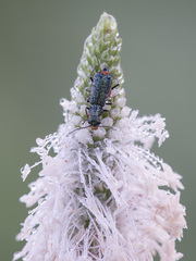 Cordylepherus viridis