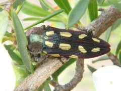Castiarina parallela