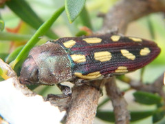 Castiarina parallela
