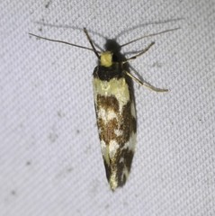 Lactura cristata